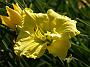 Hemerocallis Wynn